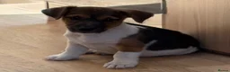 Jack Russell dogs for sale: Traditional short-legged Jack Russell puppies. - Advert 17