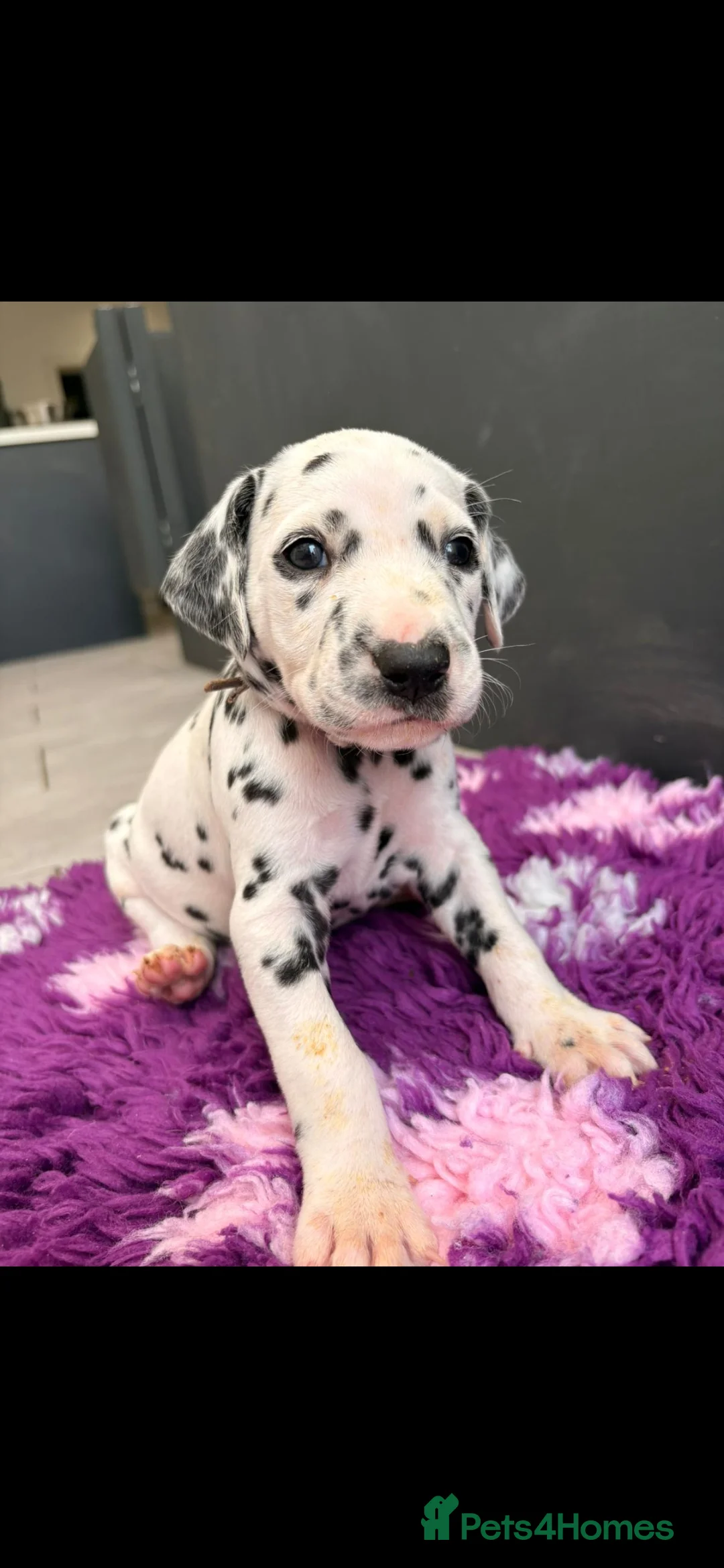 Dalmatian dogs for sale: Stunning Pure Dalmation Puppies  - Advert 2