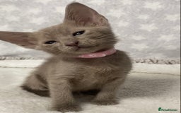 Oriental cats for sale: Oriental X Siamese  - Image 8