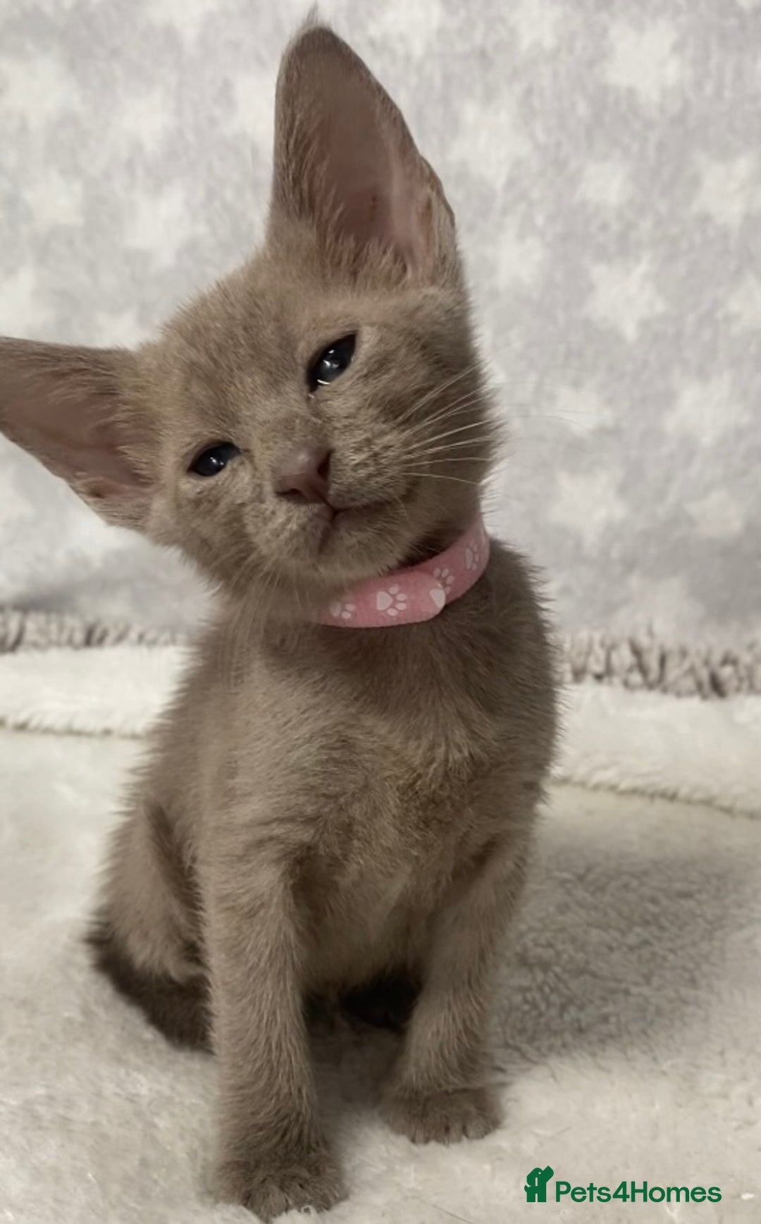 Oriental cats for sale: Oriental X Siamese  - Image 8