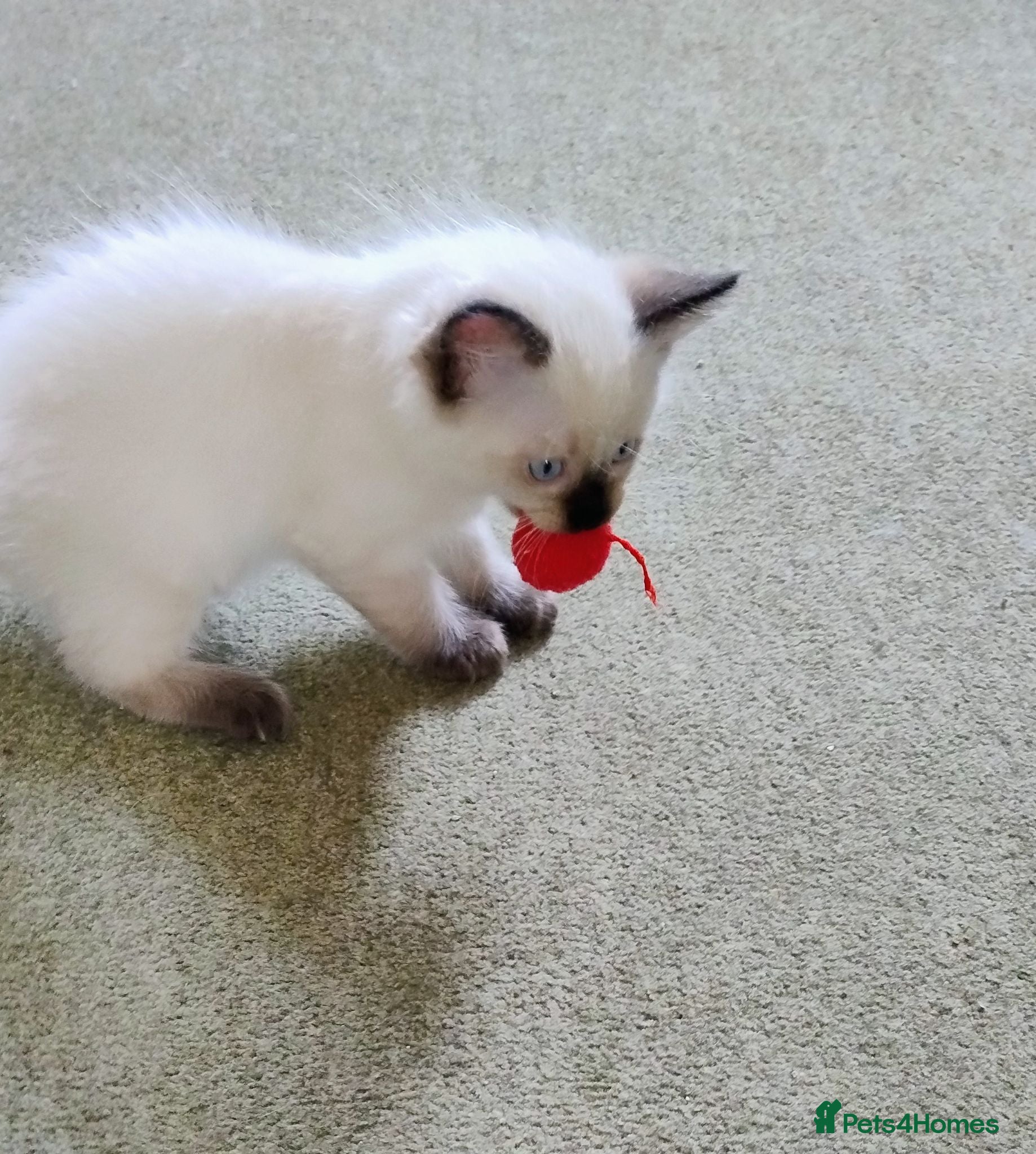 Ragdoll cats Pure bred Ragdolls need loving homes - Advert 1