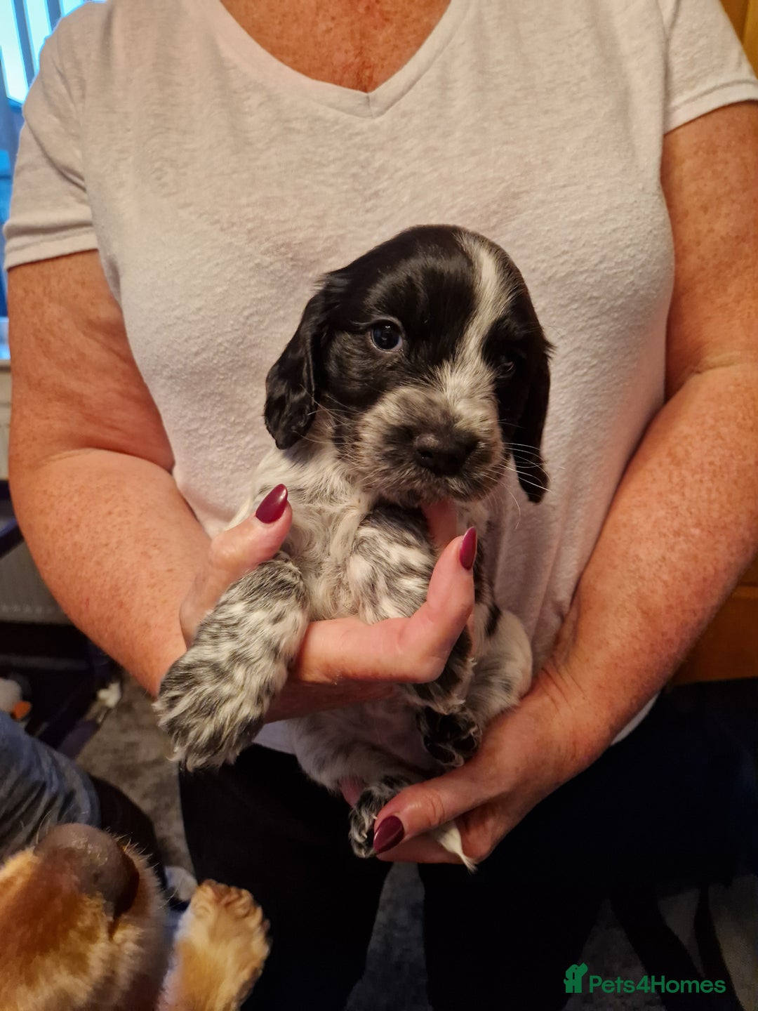 Cocker Spaniel dogs for sale: Cocker spaniel puppies for sale - Image 6