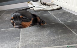 Miniature Dachshund dogs for sale: Miniature Dachshund Puppies  - Image 9