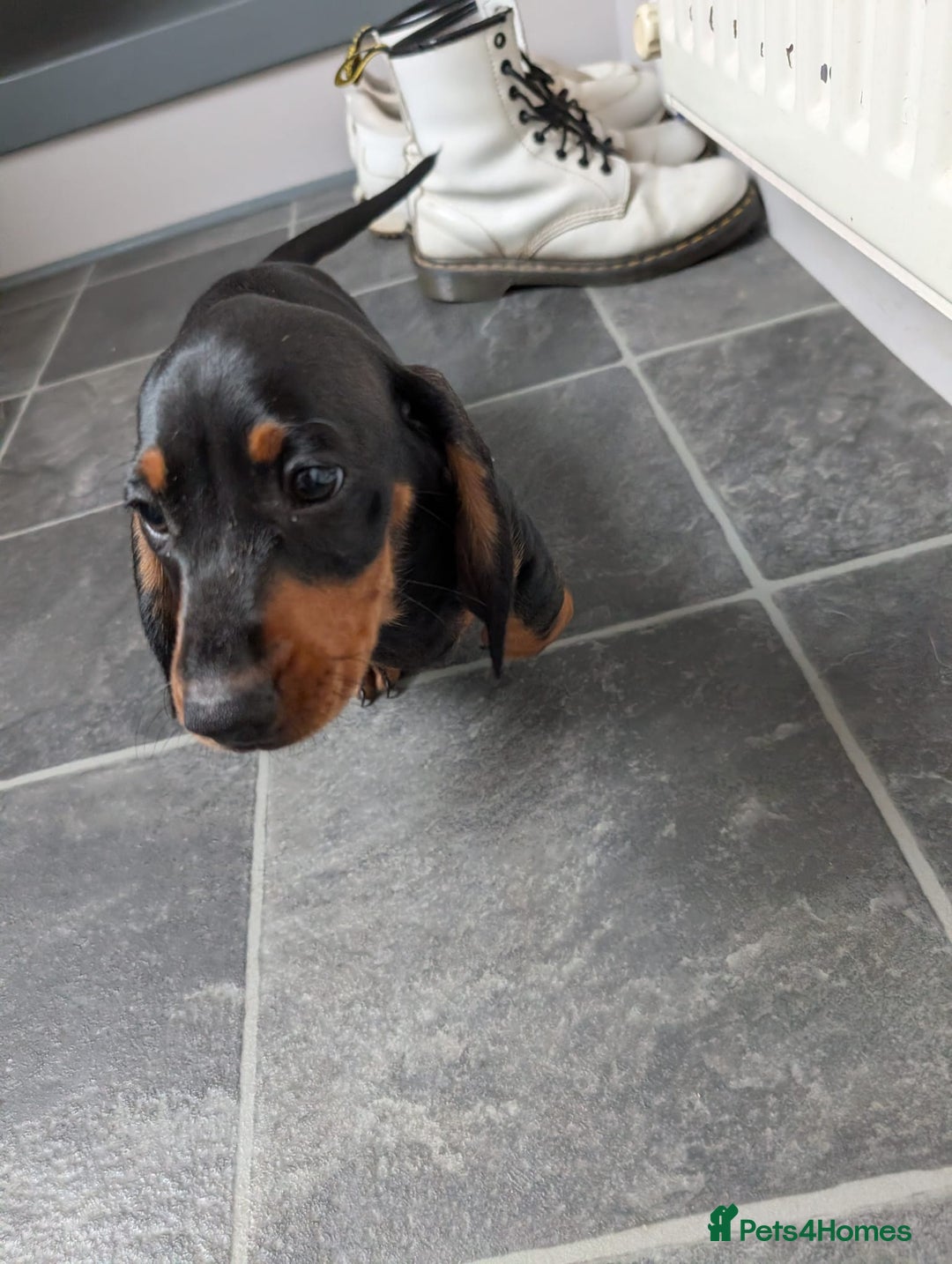 Miniature Dachshund dogs for sale: Miniature Dachshund Puppies  - Image 9
