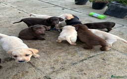 Labrador Retriever dogs for sale: Labrador puppies - Image 14
