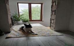 Mixed Breed dogs for adoption: 💖🐶 ELZA 🐶💖 - Image 7