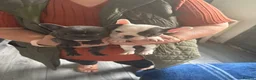 French Bulldog dogs for sale: Amazing healthy blue French bulldog  - Advert 3