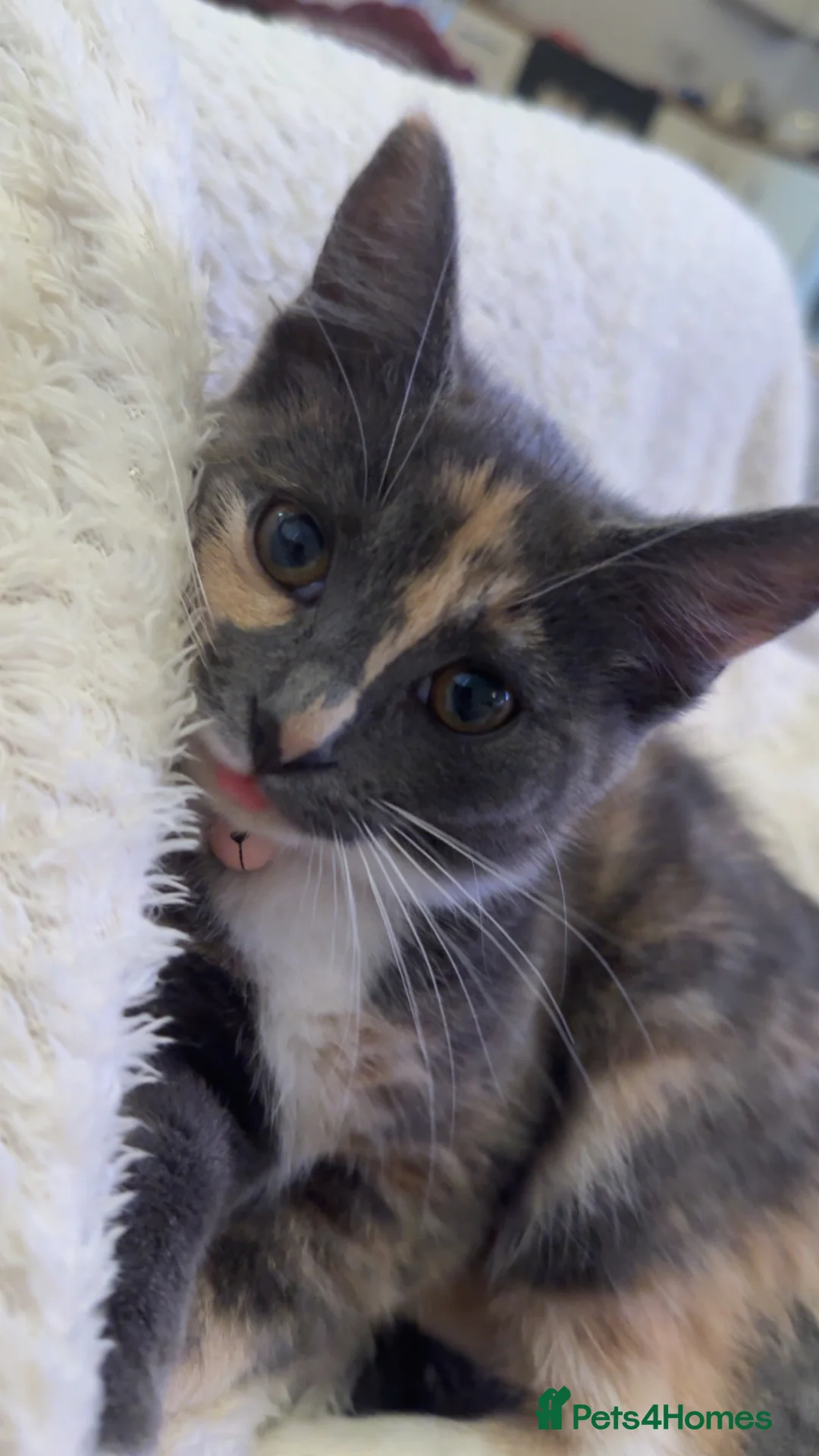 Mixed Breed cats for sale: Grey fluffy kitten in Chelmsford - Advert 2