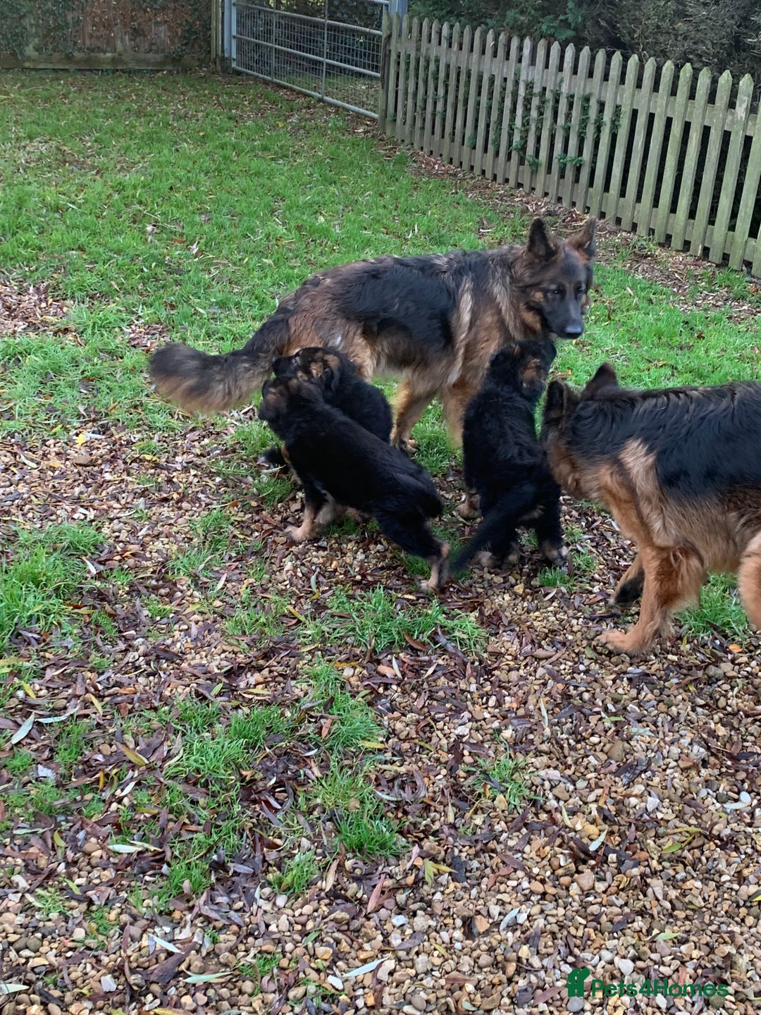 German Shepherd dogs for sale: KC registered German shepherd puppies - Advert 3