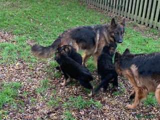 German Shepherd dogs Gorgeous German shepherd puppies - Advert 3