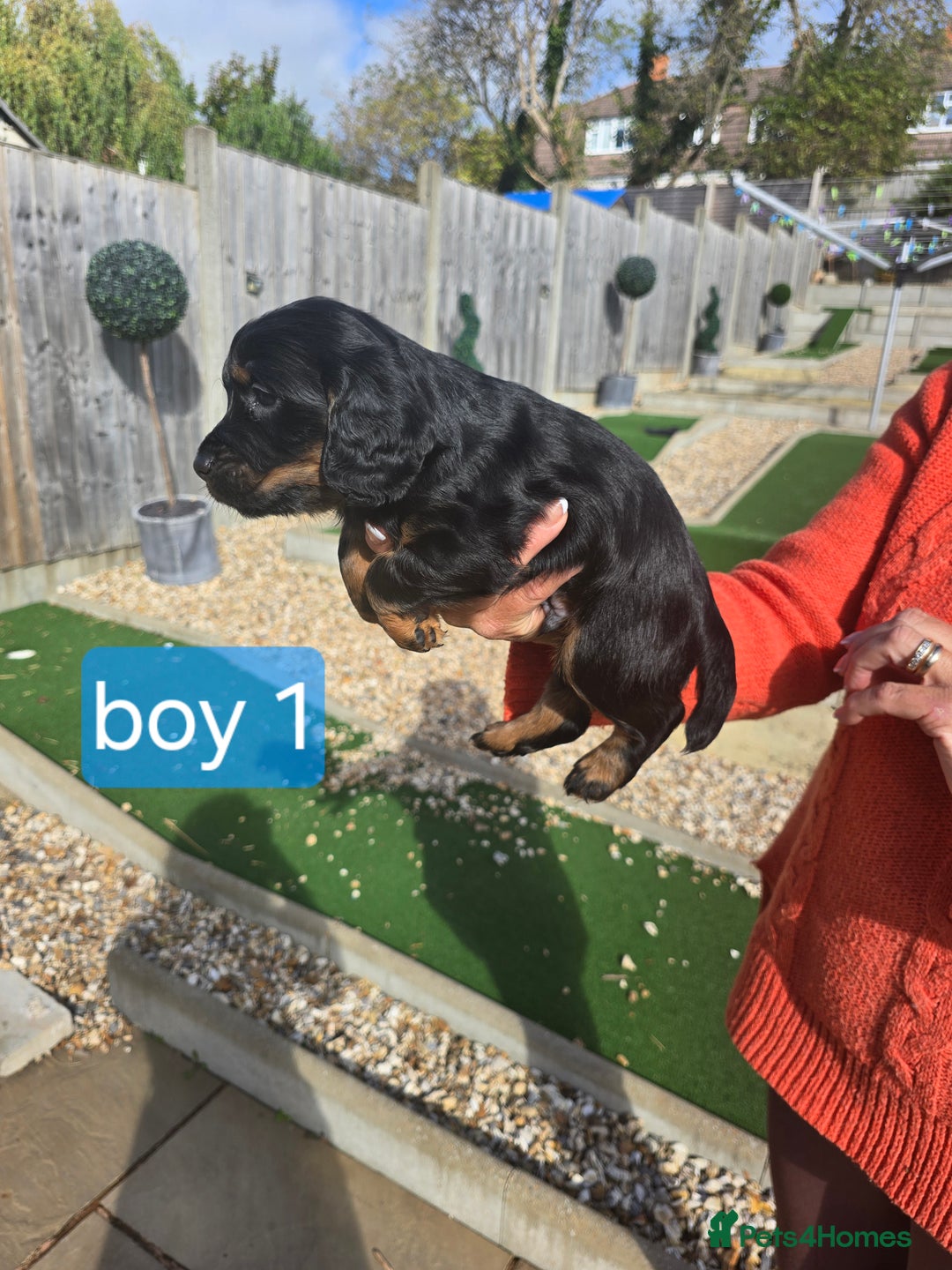 Cocker Spaniel dogs for sale: Cocker spaniel puppies  - Image 12