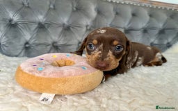 Miniature Dachshund dogs for sale: Miniature Dachshund Puppies ONE LEFT - Image 16