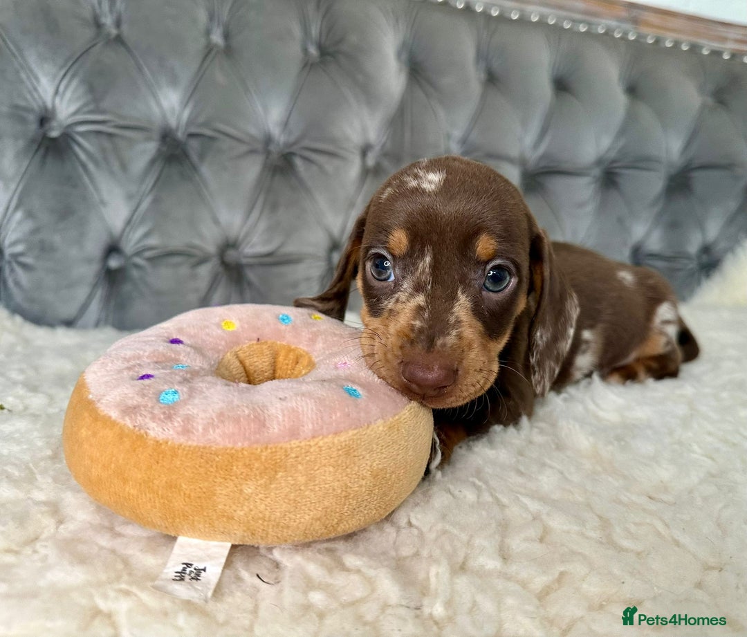 Miniature Dachshund dogs for sale: Miniature Dachshund Puppies ONE LEFT - Image 16