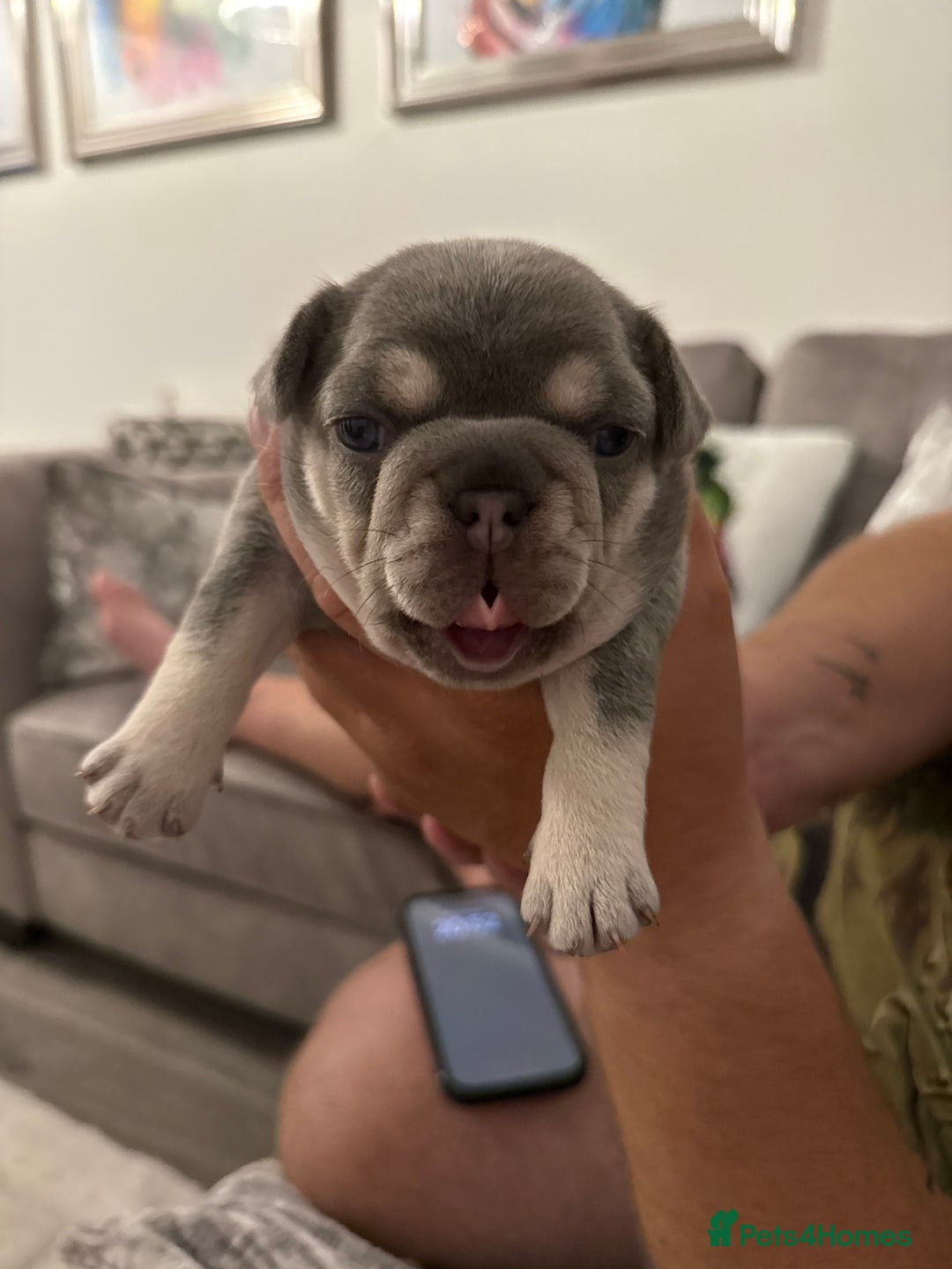 French Bulldog dogs for sale: French Bulldogs - Image 9