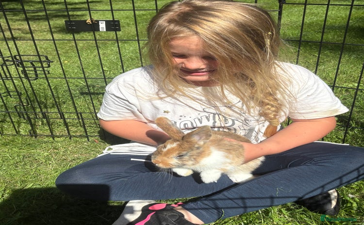 Dwarf Lop rabbits - Advert 14