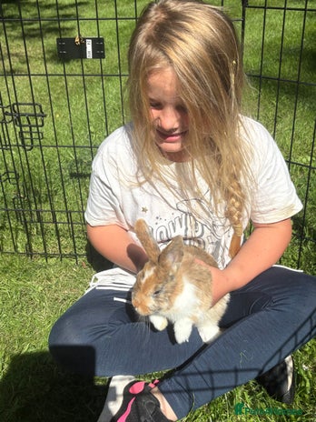 Dwarf Lop rabbits - Advert 2