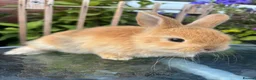 Mini Lop rabbits for sale: Mini lop / Mini lop cross orange / black bunnies - Advert 15
