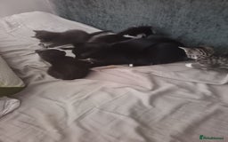Mixed Breed cats for sale: 1 boy 3 girls  - Image 1