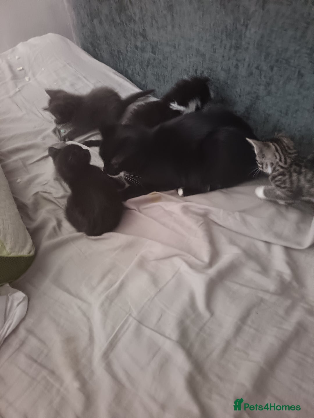 Mixed Breed cats for sale: 1 boy 3 girls  - Image 1