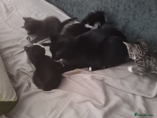 Mixed Breed cats - Advert 39