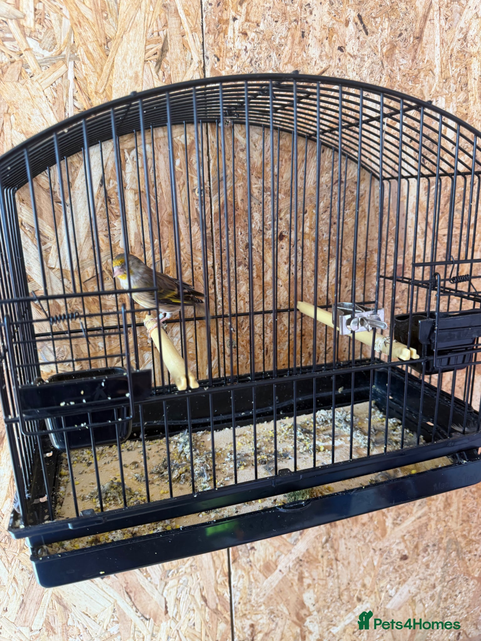 Canaries birds Goldfinch mule - Advert 1