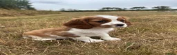 Cavalier King Charles Spaniel dogs for sale: Gorgeous female Cavalier - ready to go - Advert 2