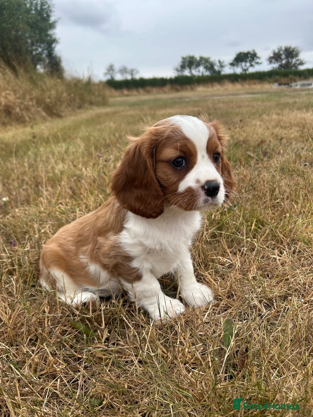 Cavalier King Charles Spaniel dogs for sale: Gorgeous female Cavalier - ready to go - Advert 2