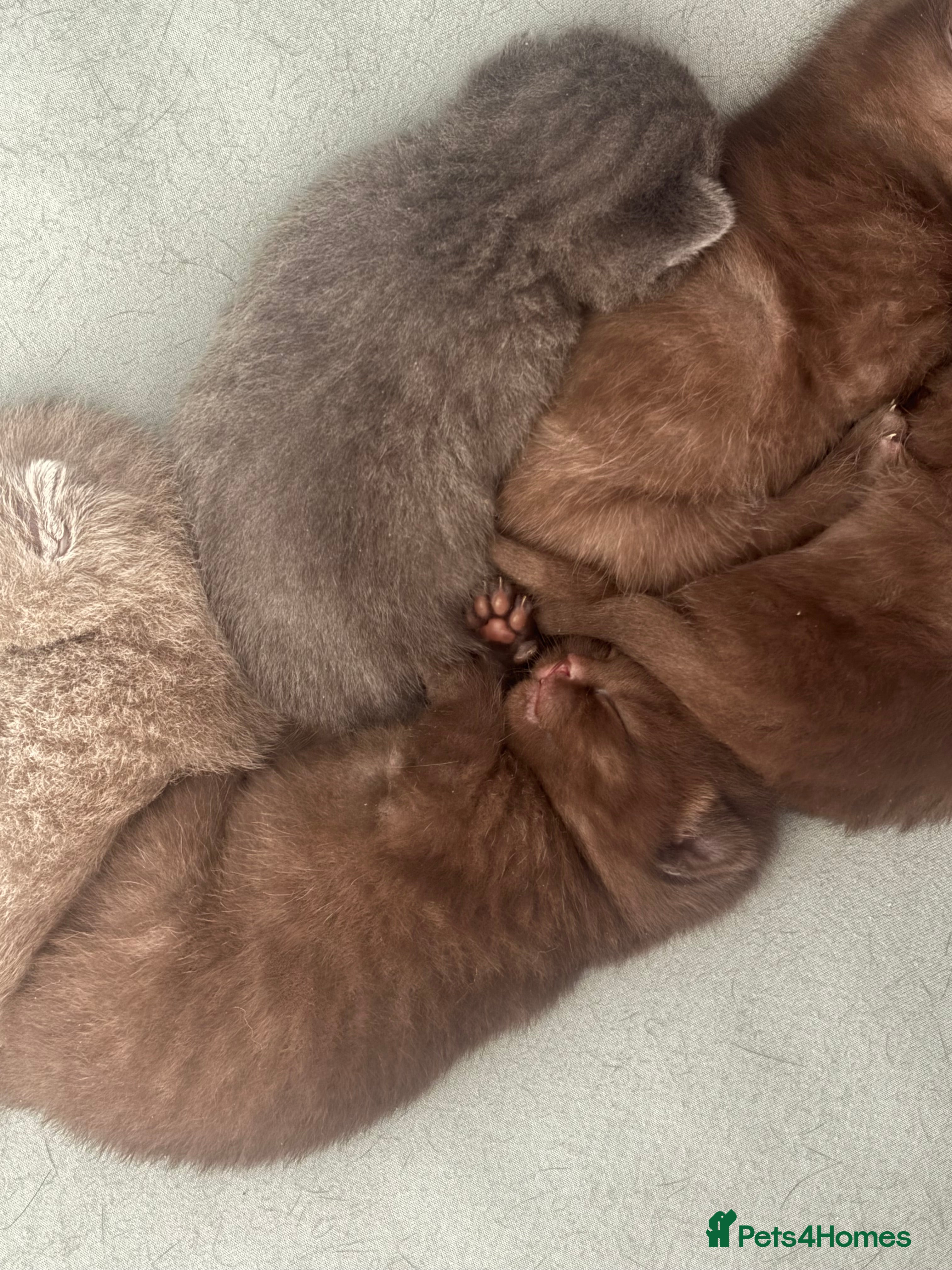 British Shorthair cats 🏆 Pedigree British shorthair kittens🏆  - Advert 18