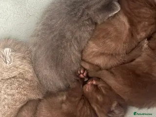 British Shorthair cats 🏆 Pedigree British shorthair kittens🏆 - Advert 18