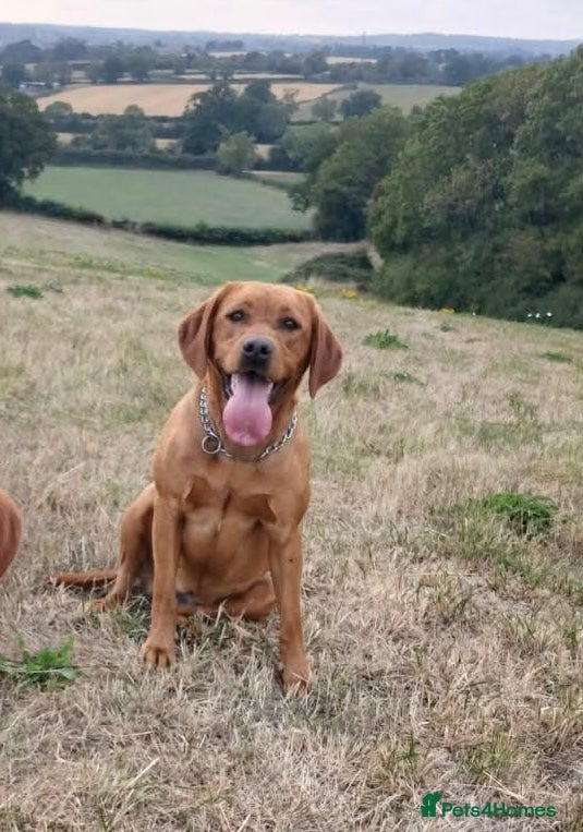 Labrador Retriever dogs Beautiful Labrador Puppies for sale - Advert 1