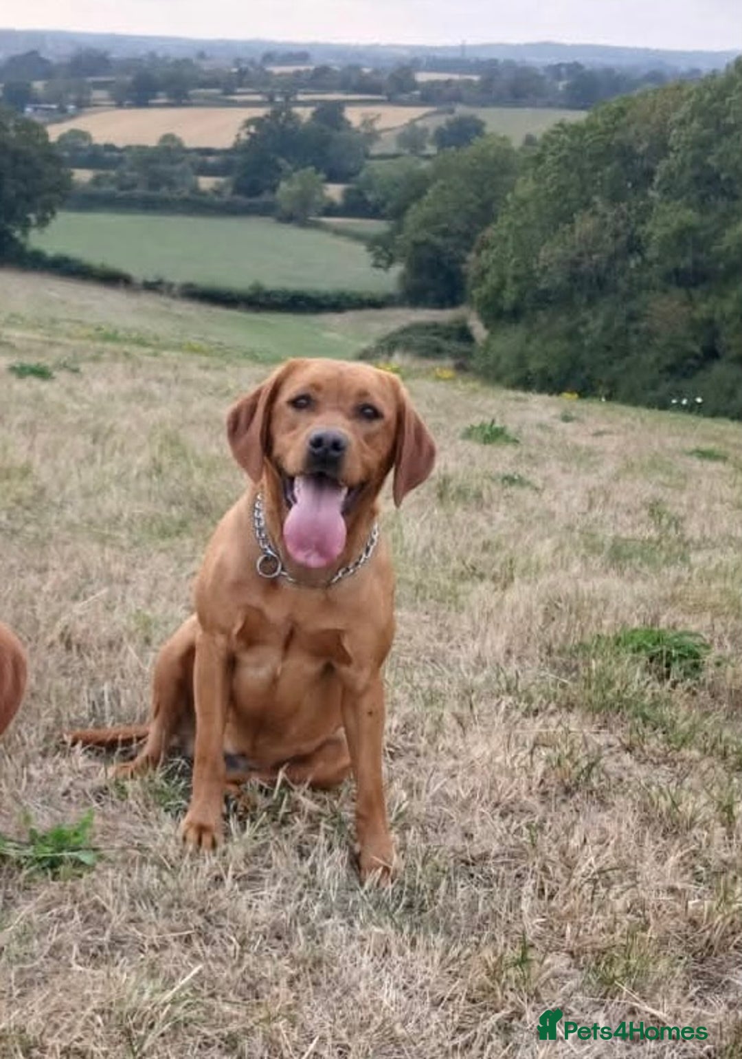 Labrador Retriever dogs for sale: Beautiful Labrador Puppies for sale - Advert 1