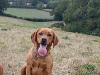 Labrador Retriever dogs Beautiful Labrador Puppies for sale - Advert 1