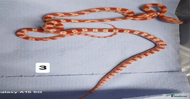 Corn Snake reptiles - Advert 13
