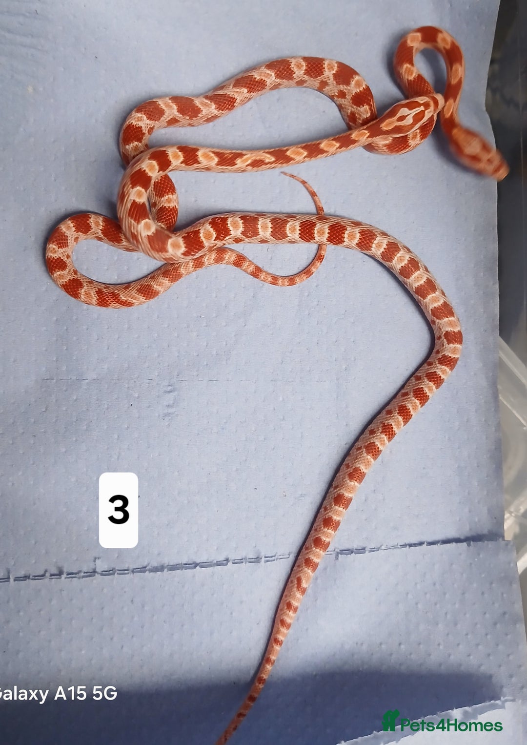 Corn Snake reptiles for sale: Corn Snake Morphs  - Image 3