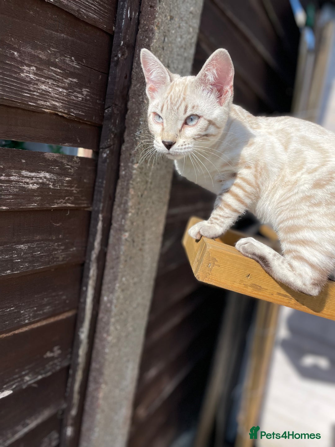 Bengal cats for sale: Sibling Bengals  - Image 9