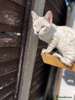 Bengal cats - Advert 5