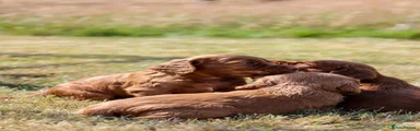 Cocker Spaniel 3