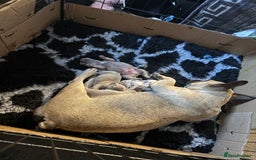 French Bulldog dogs for sale: Girl Frenchie  - Image 3