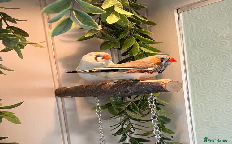 Finches birds - Advert 1