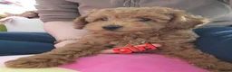 Toy Poodle dogs for sale: Adorable TOY POODLE pups - Advert 7