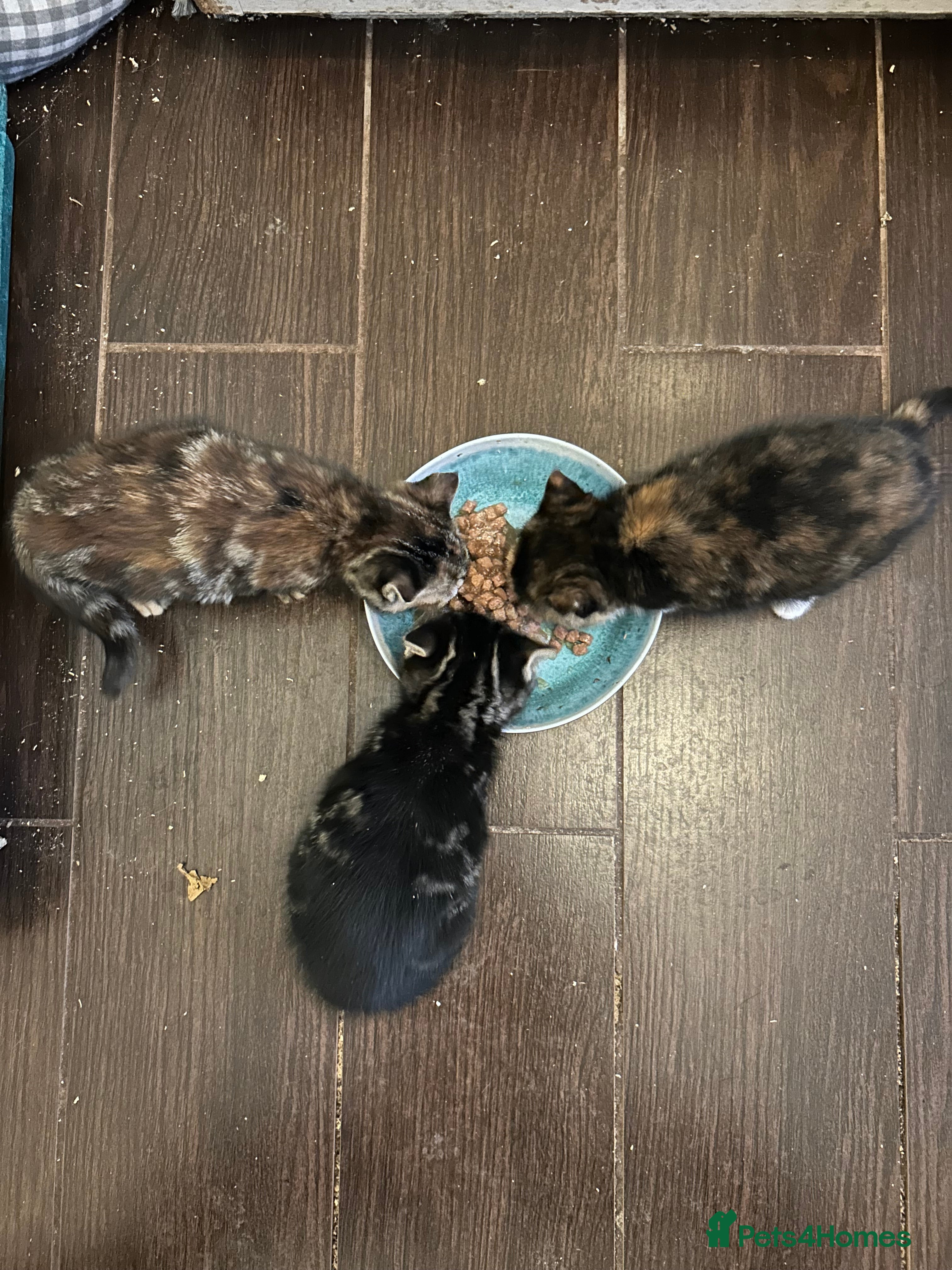 Mixed Breed cats Three beautiful kittens - Advert 11