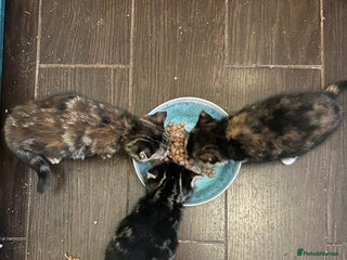 Mixed Breed cats Three beautiful kittens - Advert 2