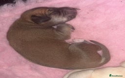 Saluki dogs for sale: Saluki greyhound  - Image 1