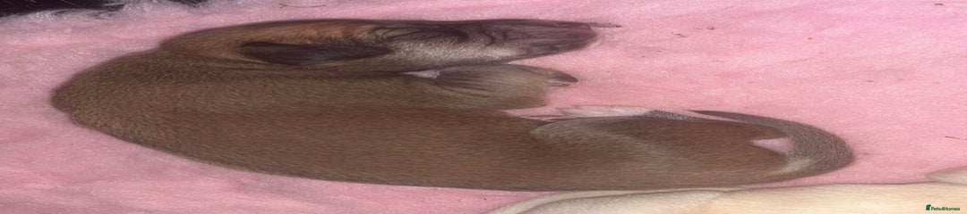 Saluki Puppy 2
