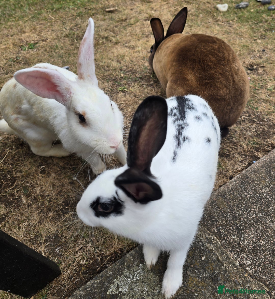 Chinchilla rabbits for sale: No more; it's finished  in Luton - Image 7