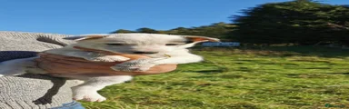 Border Collie 4