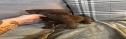 Mixed Breed dogs for sale: Staffrador puppies - Advert 19