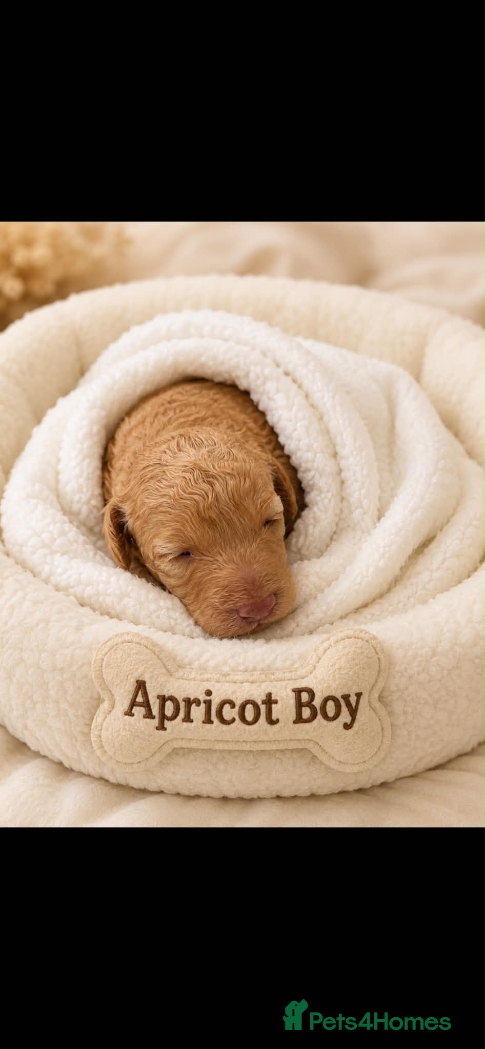 Toy Poodle dogs Stunning toy poodles  - Advert 2