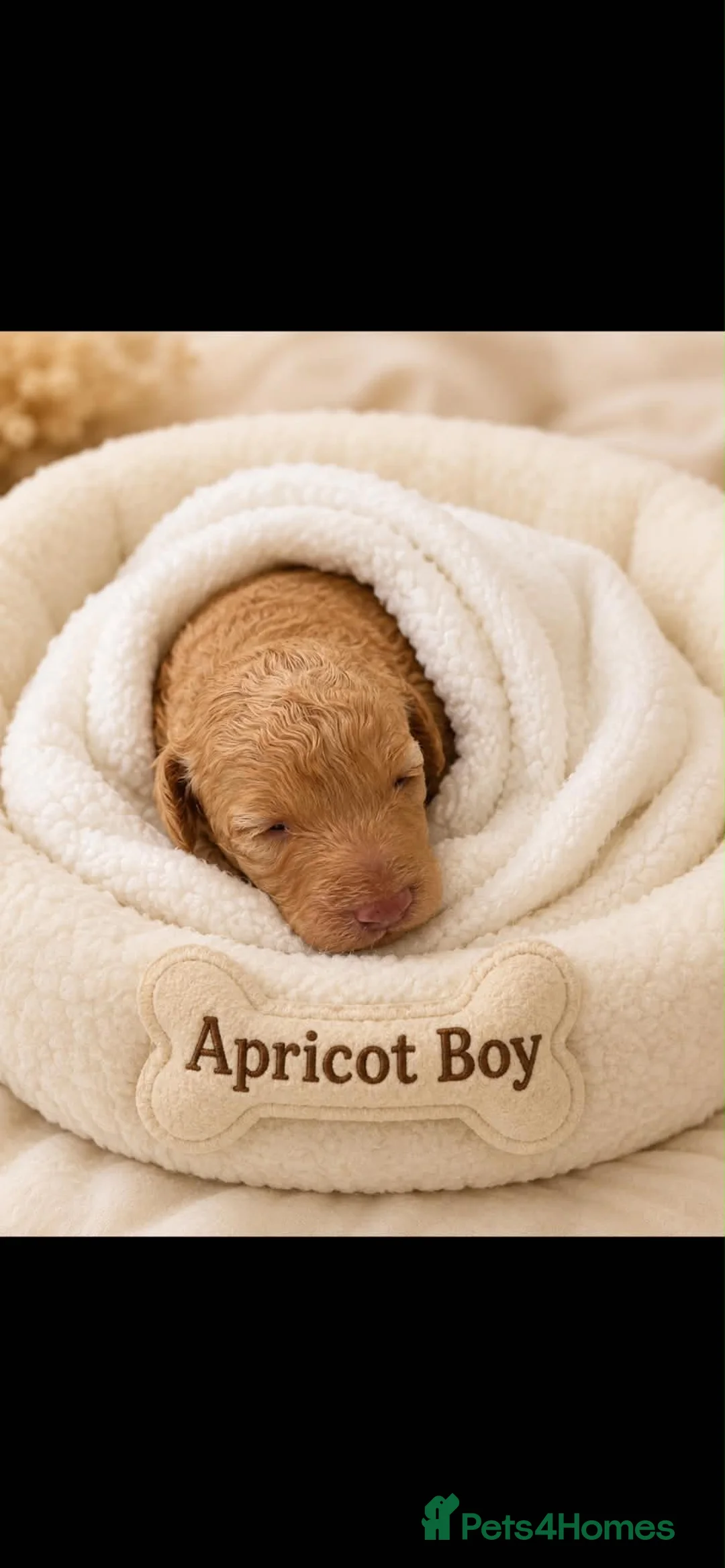 Toy Poodle dogs for sale: Stunning toy poodles  - Advert 2