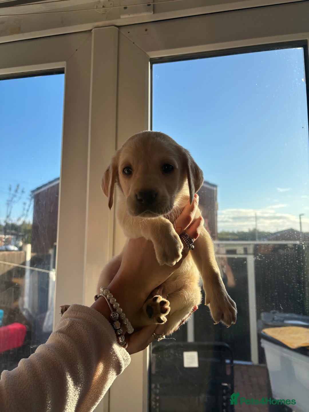 Labrador Retriever dogs for sale: Adorable Labradors ready for there forever  home  - Image 3